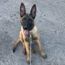 Cachorro malinois🐶🐾💘