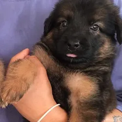 Cachorro pastor alemán🐶🐾💘