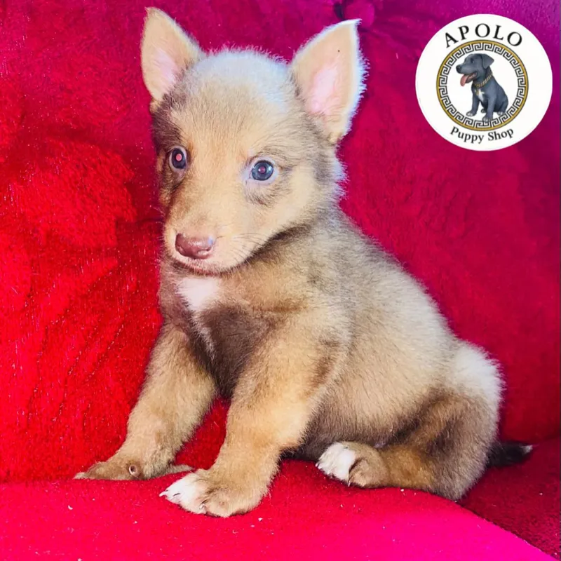 Cachorro pastor belga🐶🐾💘