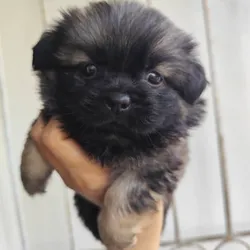 Cachorro pequinés color variado🐶🐾💘