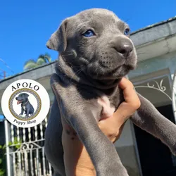 Cachorro pitbull azul🐶🐾💘
