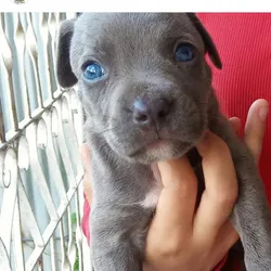 Cachorro pitbull azul🐶🐾💘