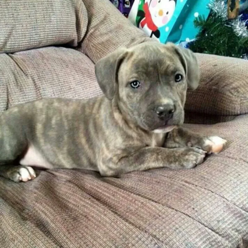 Cachorro pitbull brindle and blue🐶🐾💘