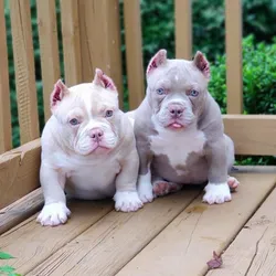 Cachorro pitbull bully pocket🐶🐾💘