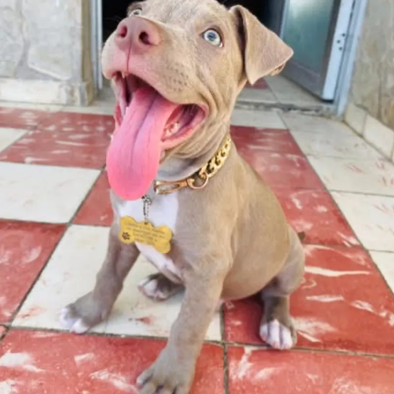 Cachorro pitbull silver fawn🐶🐾💘