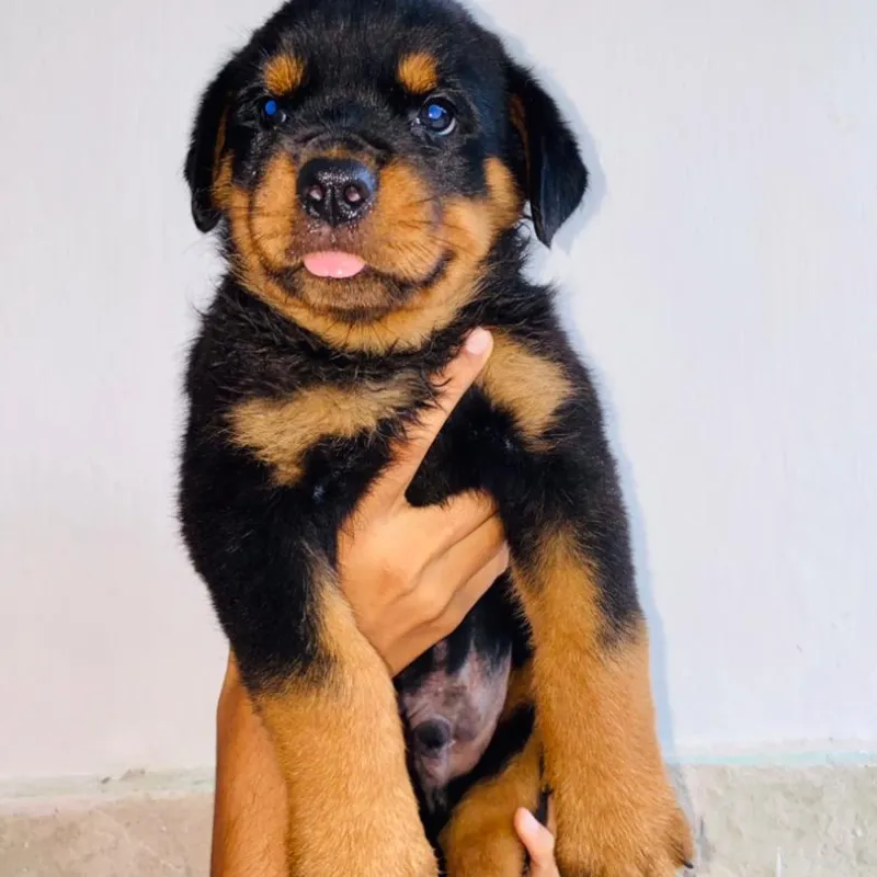 Cachorro rottweiler🐶🐾💘