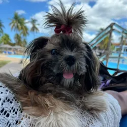 Cachorro shih tzu🐶🐾💘