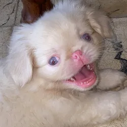Cachorro Pequinés Albino🐶🐾