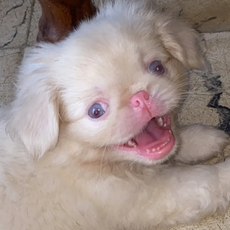 Cachorro Pequinés Albino🐶🐾