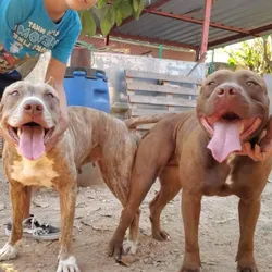 Servicio de búsqueda de pareja para su mascota🐶