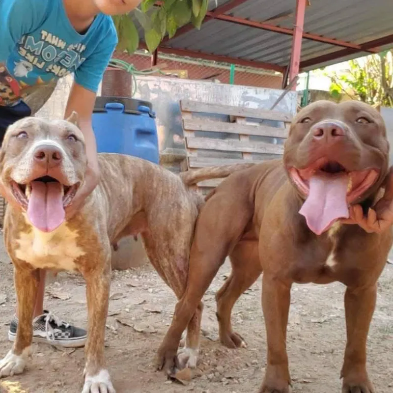 Servicio de búsqueda de pareja para su mascota🐶