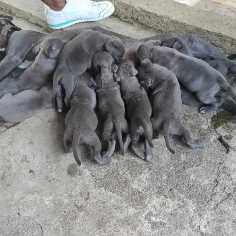 Servicio de compra de camadas de cachorros🐶🐾