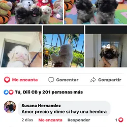 Servicio de Promoción🗣
