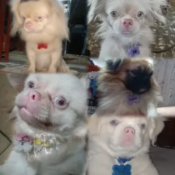 Los peluditos de Arte con regalos Gaby