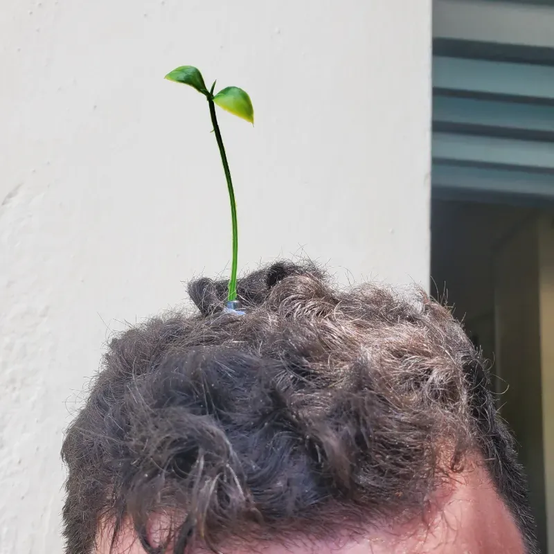 Clip de plantita 🌱