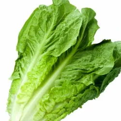Lechuga
