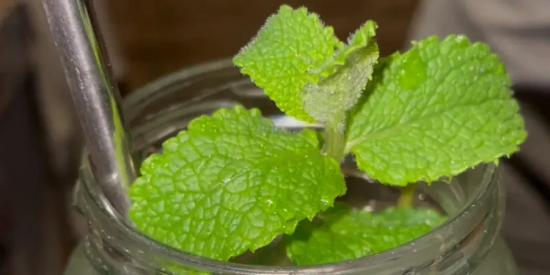 Mojito 