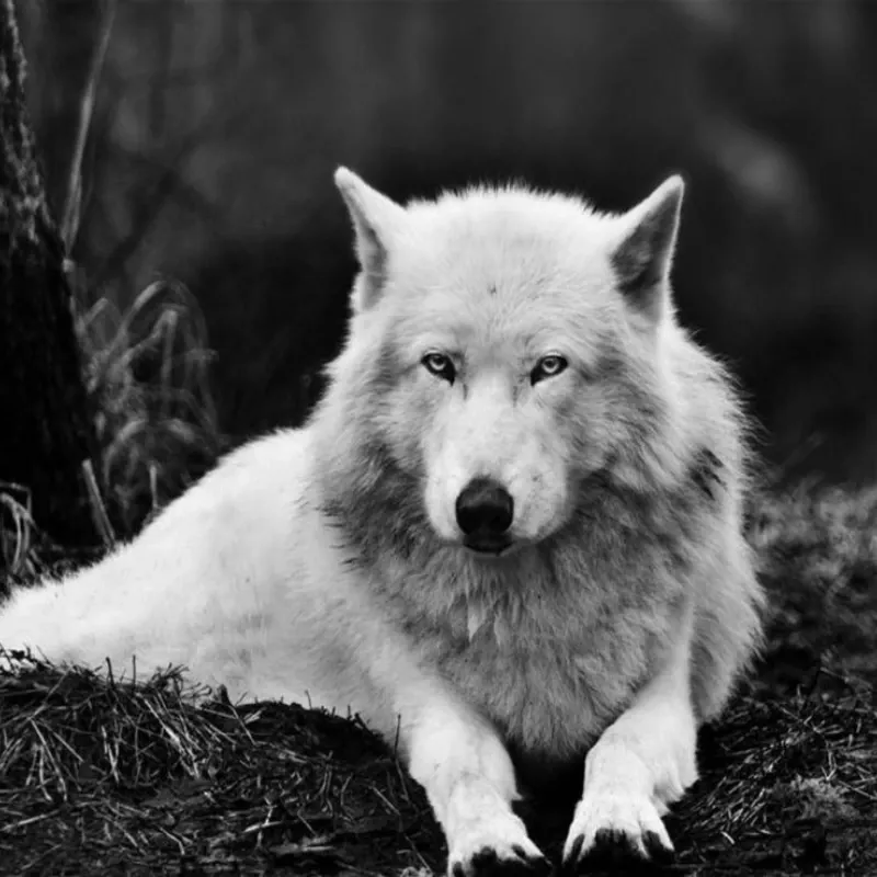 LOBO FONDO NEGRO