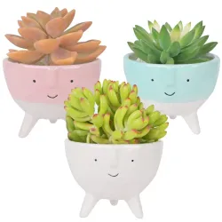 Macetas-Tazas suculentas