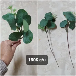 Espiga de hojas redondas