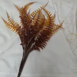 Follsje helecho carmelita