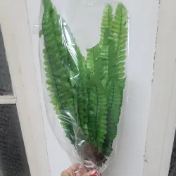 Ramo grande de helecho