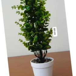 Eucalipto