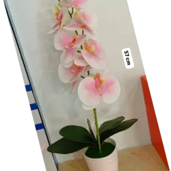 Orquidia