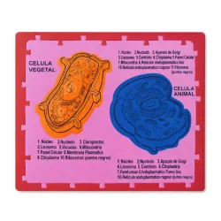 FOAMY DIDÁCTICO CÉLULAS
