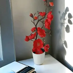 Bonsai Cerezo 