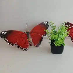 Mariposa Chica
