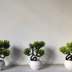 Mini Bonsai