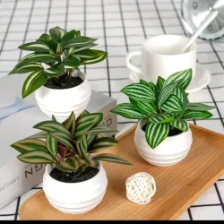 Mini Planta