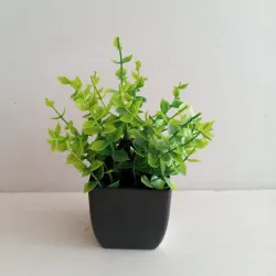 Planta en Maceta