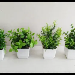 Planta en Maceta