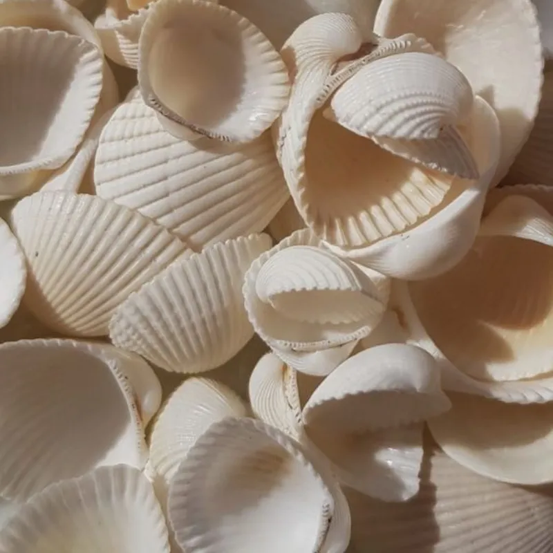 Conchas 