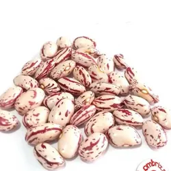 Frijoles japonés