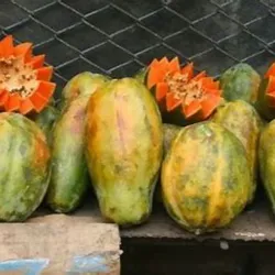 Fruta Bomba * lb