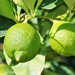 Limón * lb