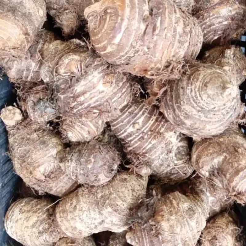 Malanga Isleña