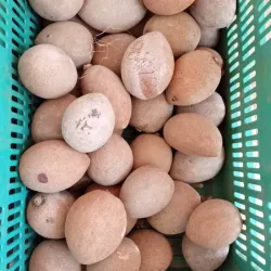 Mamey x Unidad