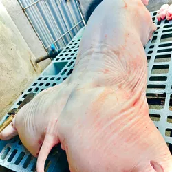 Cerdo entero del pesaje q usted de desee