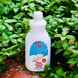 Yogurt Plain