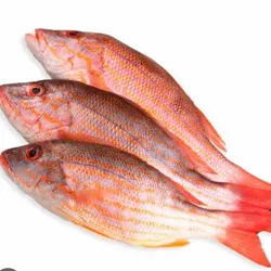Pargo Rojo