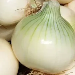 Cebolla importada 