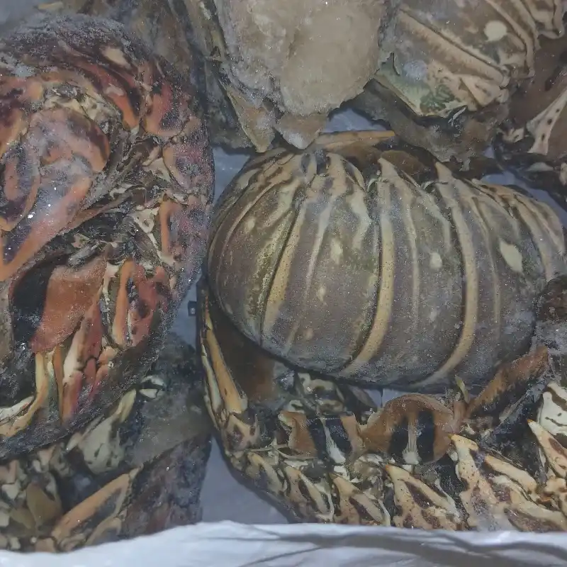 Langosta 