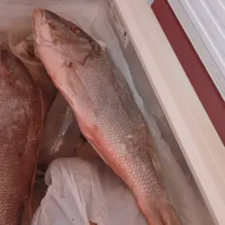 Pescado pargo 