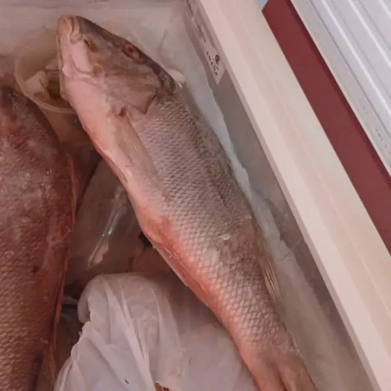 Pescado pargo 