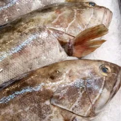 Pescado Cherna Entero x Lbs