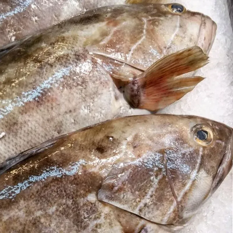 Pescado Cherna Entero x Lbs